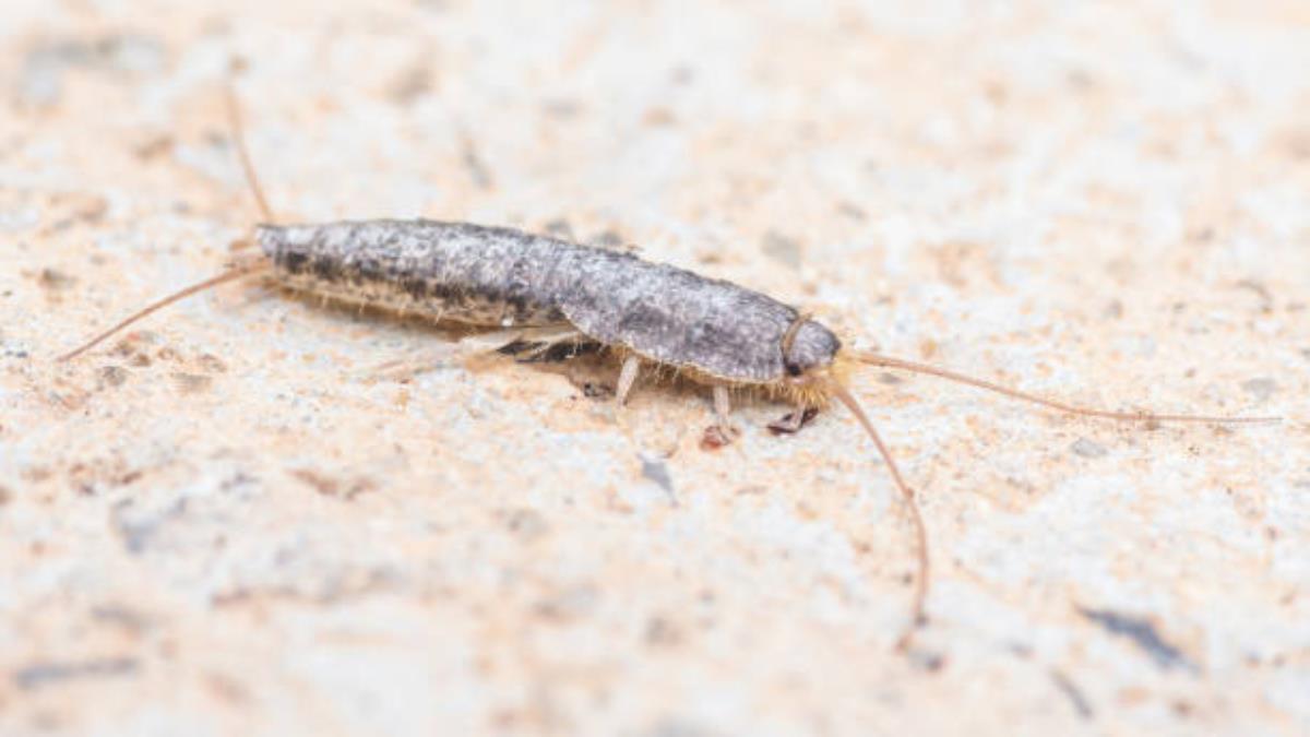 Ponle fin a la plaga de pececillos de plata con estos baratos trucos caseros